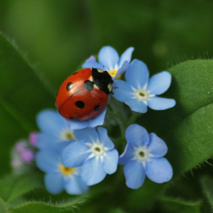 Marienkäfer