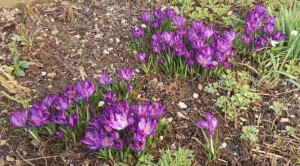 Krokus