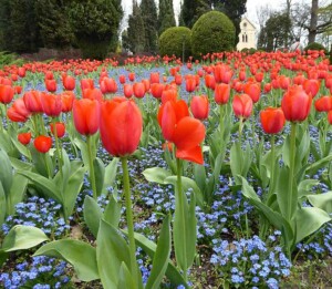 Tulpen und Vergissmeinnicht